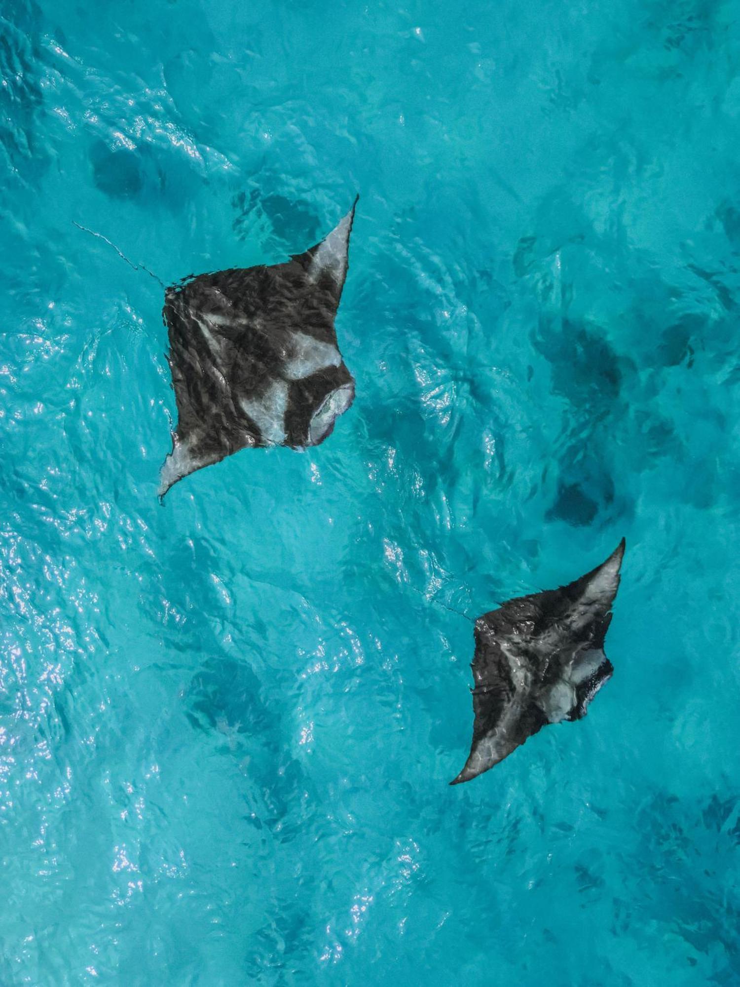 Diamonds Athuruga Maldives Resort & Spa Zewnętrze zdjęcie